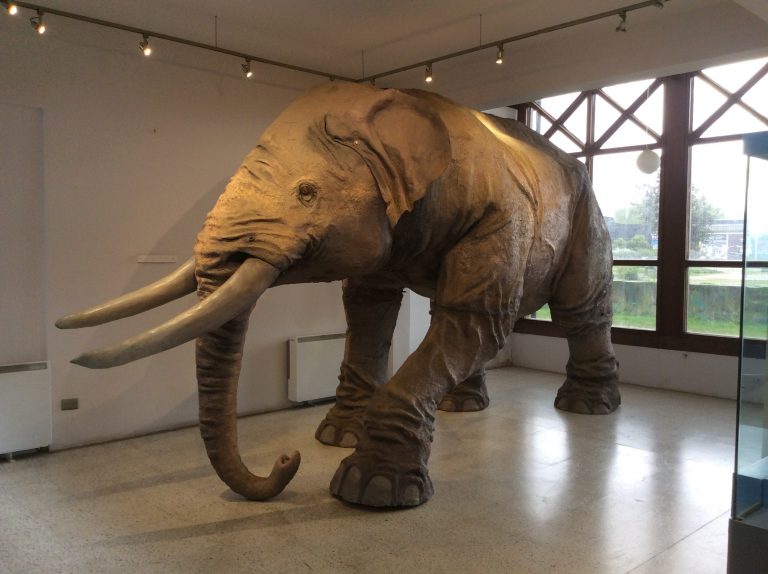 Muestra “Gonfoterios: del imaginario a la ciencia” llega a Puerto Montt