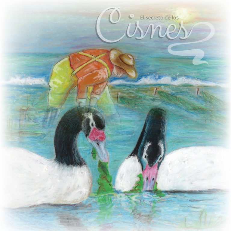 PAR EXPLORA Los Lagos invita a conocer “El secreto de los Cisnes”