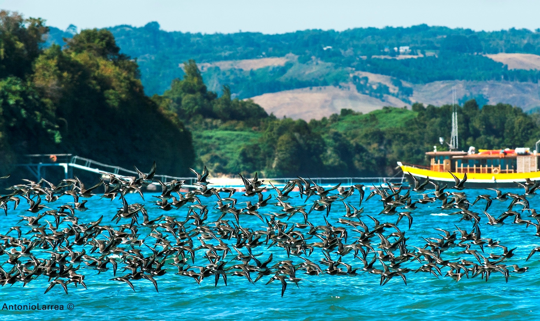 Aves playeras migratorias en el sur de Chile
