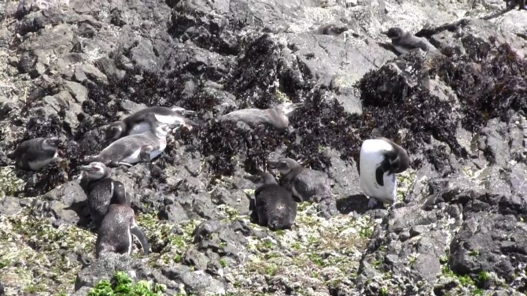 Estudiantes podrán conocer más sobre pingüinos de Humboldt y Magallanes