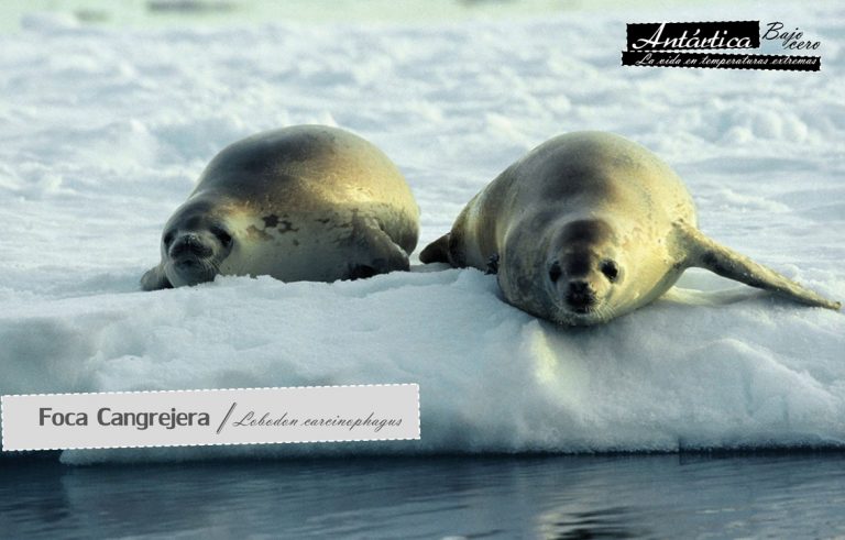 Muestra “Antártica bajo cero” llega a la Biblioteca Dr. Matías Yuraszeck de Puerto Montt
