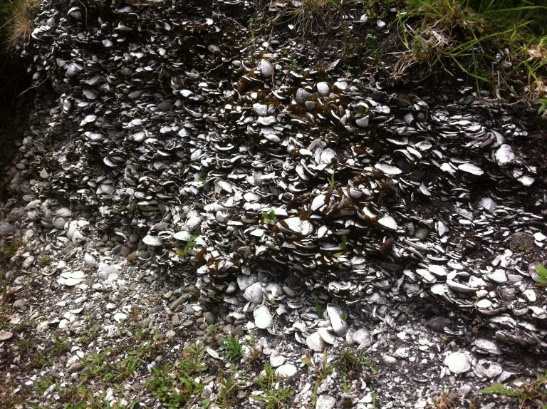 Los canoeros desconocidos de la Patagonia Norte