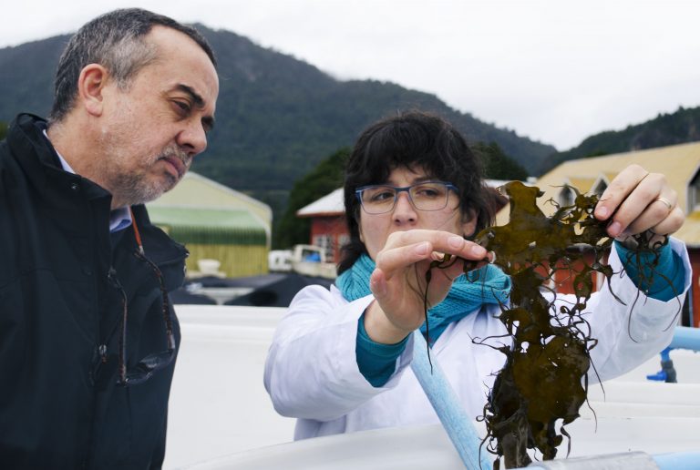 Pionera investigación desarrolla técnicas de cultivo y repoblamiento del “cochayuyo”