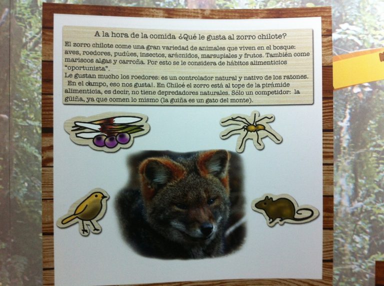 El zorro chilote es protagonista de novedoso material pedagógico