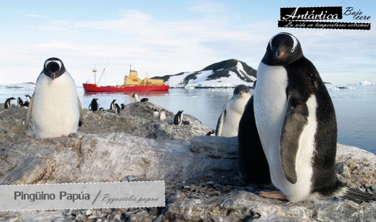 “Antártica bajo cero”, la vida en temperaturas extremas