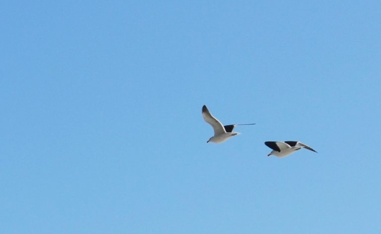 Investigador de aves marinas costeras compartirá su trabajo con escolares de Carretera Austral