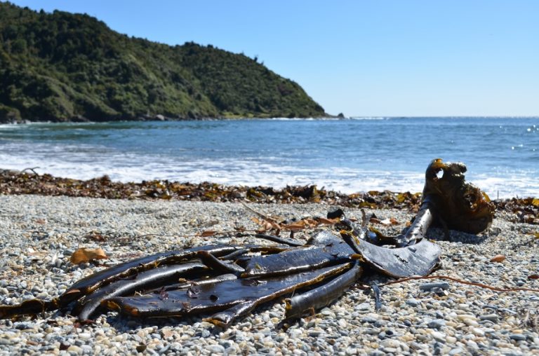 Cultivo y Repoblamiento de Algas