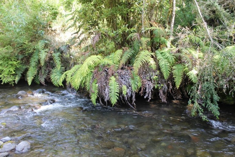 Impacto del volcán Calbuco en la biodiversidad