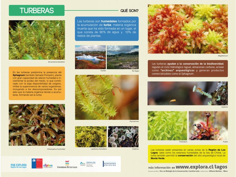 ¿Qué son las turberas?