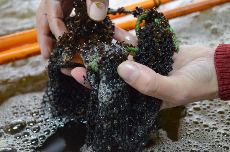 Nueva Muestra Itinerante: “Acuicultura en la Región de Los Lagos”