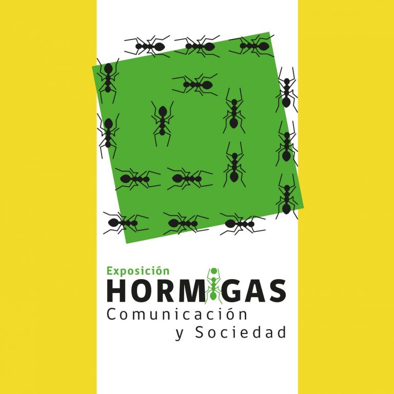 EXPLORA Los Lagos presentará muestra interactiva “Hormigas: Comunicación y Sociedad”