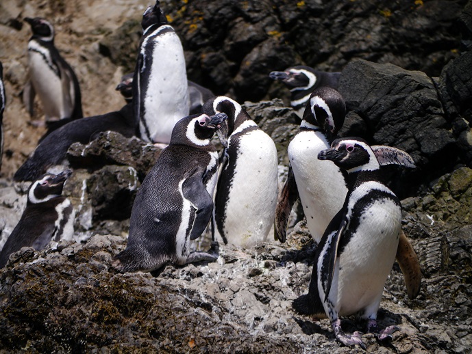 Inscribe a tu curso en la Charla: Bienvenida a los Pingüinos del Ciclo Exploremos Más Allá del Aula