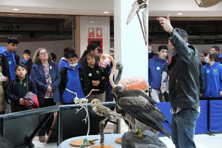 Hasta el 1 de octubre estará abierta en Puerto Montt la Exposición itinerante “Dinosaurios más allá de la extinción”