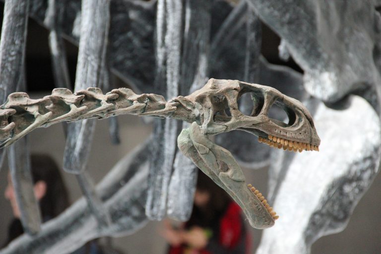 Casi 10 mil visitantes recibe Exposición Dinosaurios más allá de la extinción en primeros días de funcionamiento