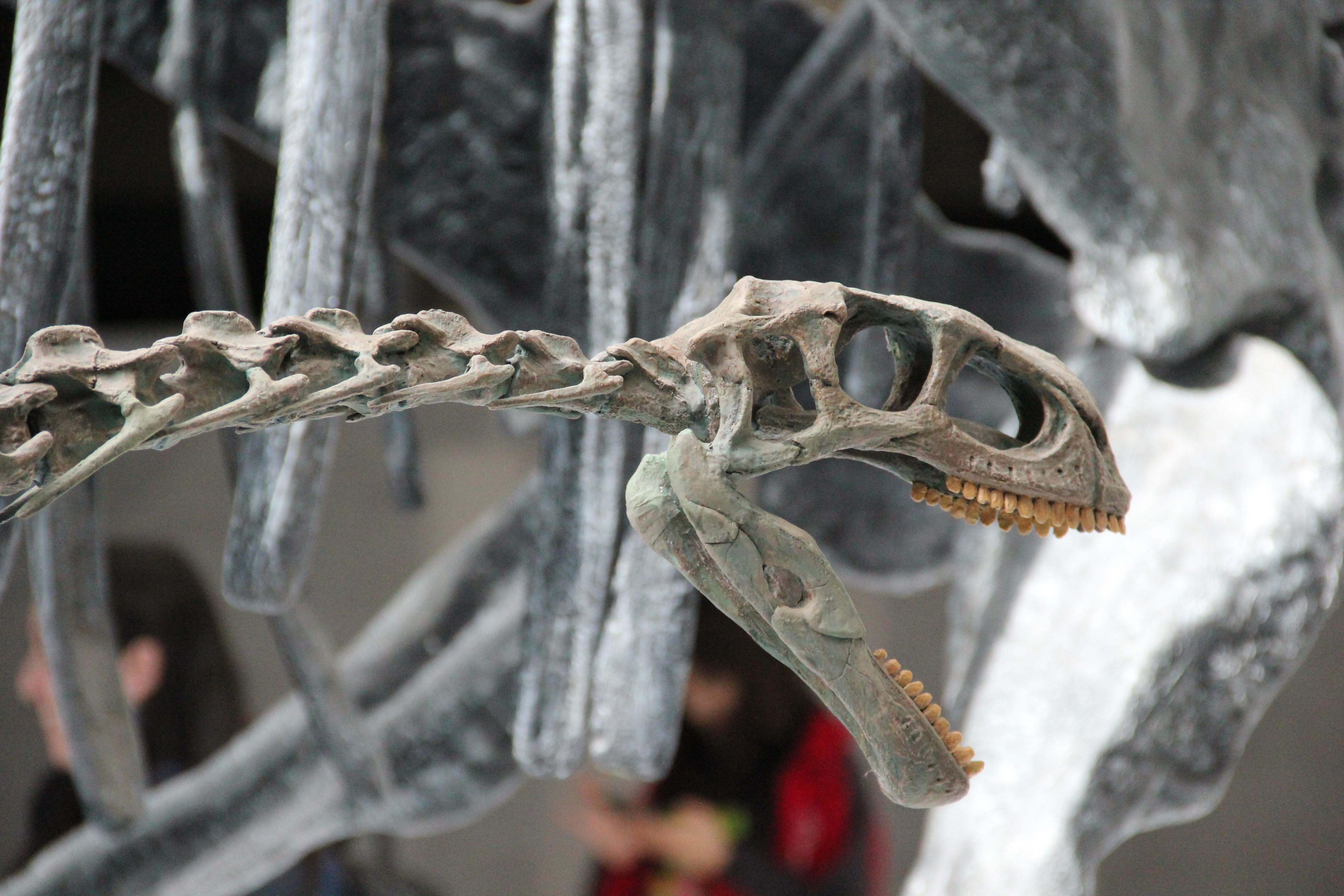Casi 10 mil visitantes recibe Exposición Dinosaurios más allá de la extinción en primeros días de funcionamiento