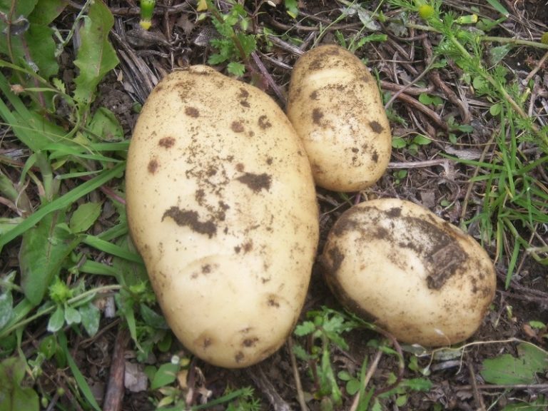 INIA-Kampenaike desarrollará programa en papas