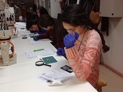 Develando el cerebro humano