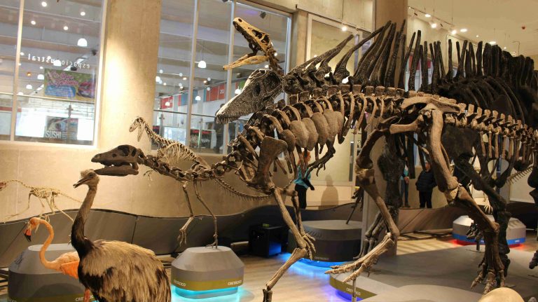 “Dinosaurios, más allá de la extinción” en Punta Arenas
