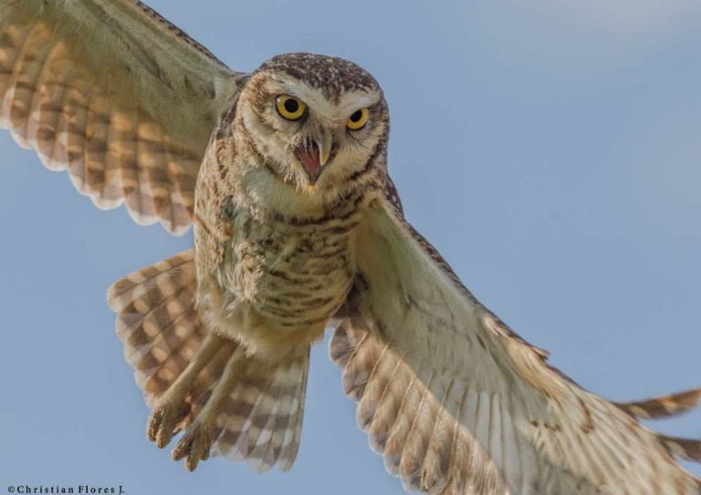 ¡Participa del II Concurso Fotográfico Vida Silvestre!