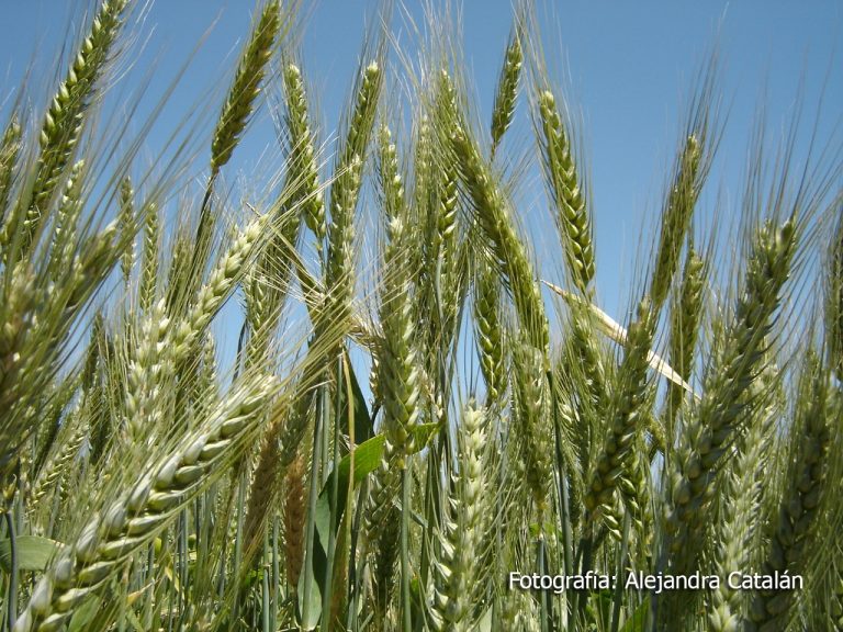 “Mejoramiento genético: Combinación entre arte y ciencia”