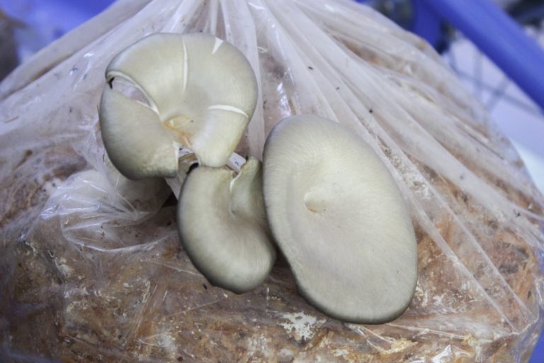 Micorremediación: La Capacidad Recicladora de los Hongos