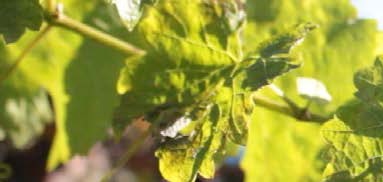 Levaduras: El Secreto de un Buen Vino