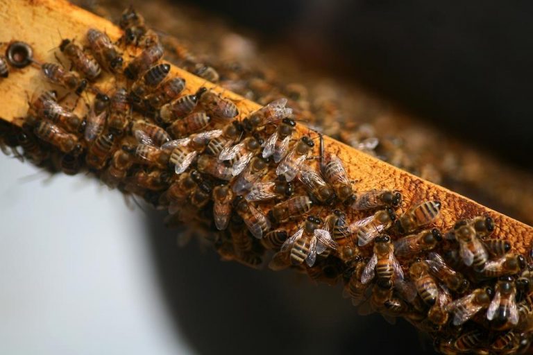 Región de O´Higgins ya cuenta con laboratorio de calidad apícola