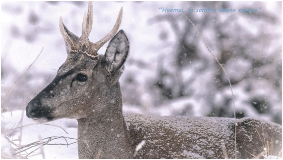 Presentaron inédito documental sobre huemul