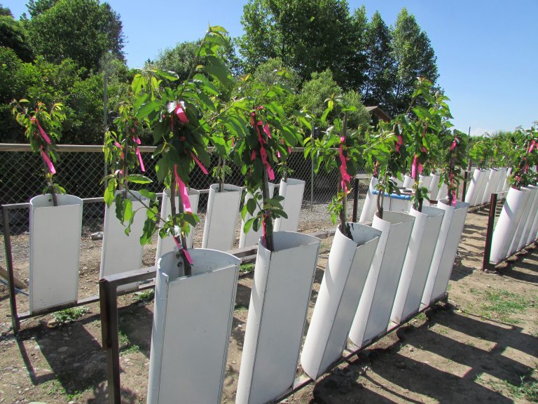 Implementarán primer laboratorio de Fitopatología en la región
