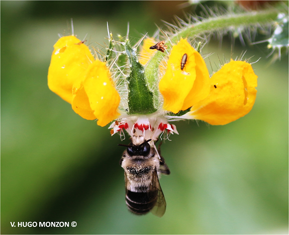 Dr. Monzón: Al rescate de las Abejas Nativas en Chile