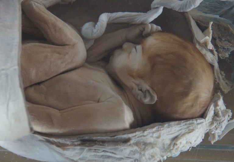 Ciencia In Ríos: Emociónate con La Aventura de Nacer en San José de la Mariquina