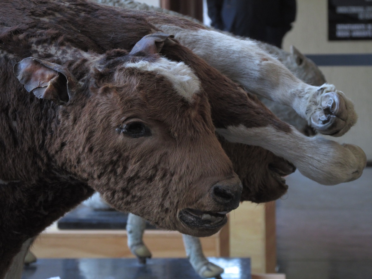 Ciencia In Ríos: Gabinete de Patología Animal llega a Panguipulli