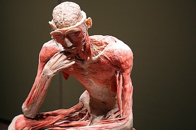 Colegios de Valdivia visitan “Bodies”