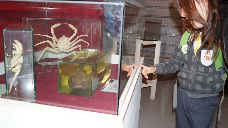 Exposición "Abyssalia: habitantes del océano profundo" se presentará en Osorno