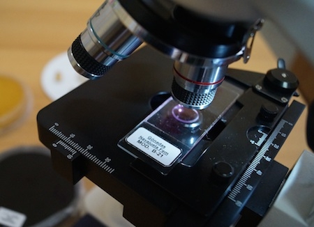 Presentan “EXPLORAtorio Microscópico” en Valdivia