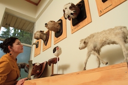 Ven a conocer “El Gabinete de Patología Animal” la próxima semana