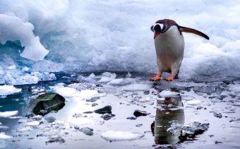 Pingüino saltando a un charco en el hielo