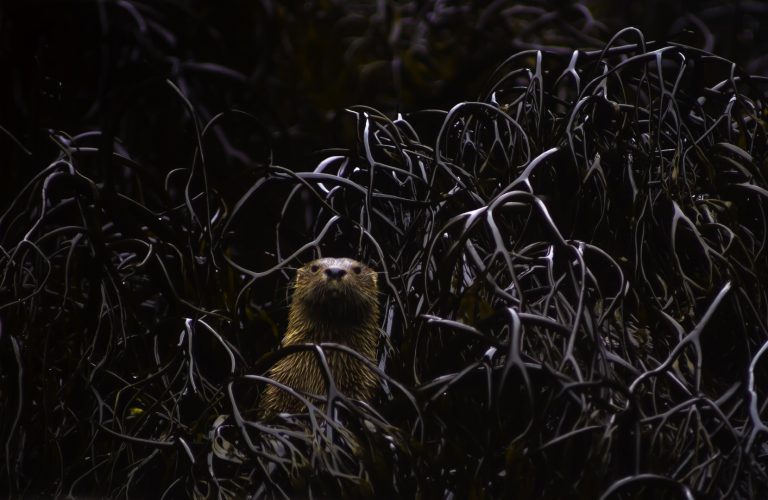 Invitan a participar de una nueva versión del concurso fotográfico Ojo de Pez