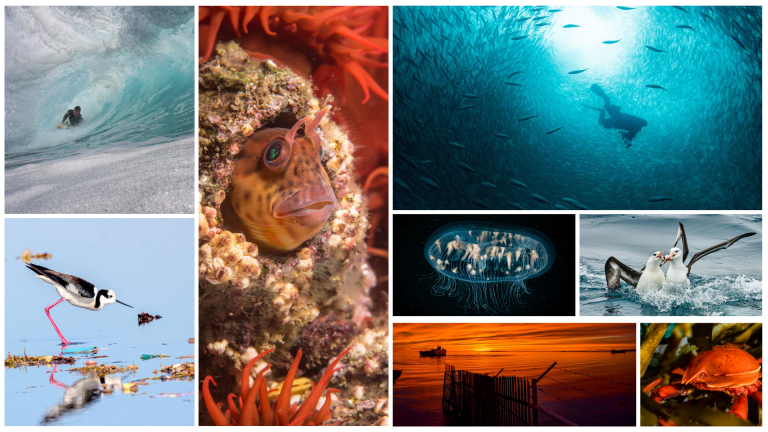 El próximo 29 de septiembre se conocerán los ganadores del concurso fotográfico Ojo de Pez 2021