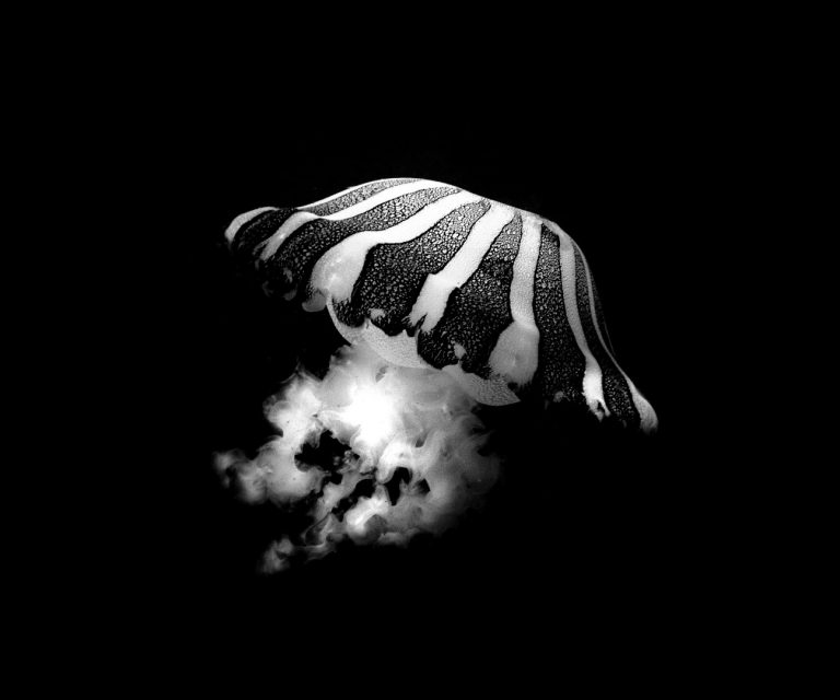 Se revelaron los ganadores del concurso fotográfico Ojo de Pez 2021