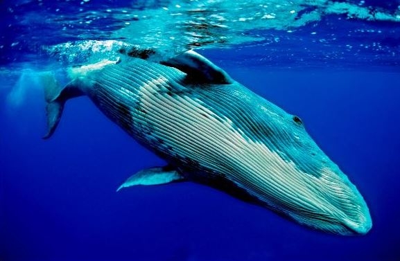 Inscríbete en la charla "Cetáceos: Ballenas y Delfines"