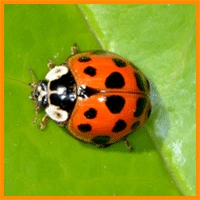 Insectos bajo la lupa: Ciclo de charlas en la UPLA