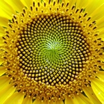 Exposición "Geometría construyendo la naturaleza" se presenta en Hijuelas