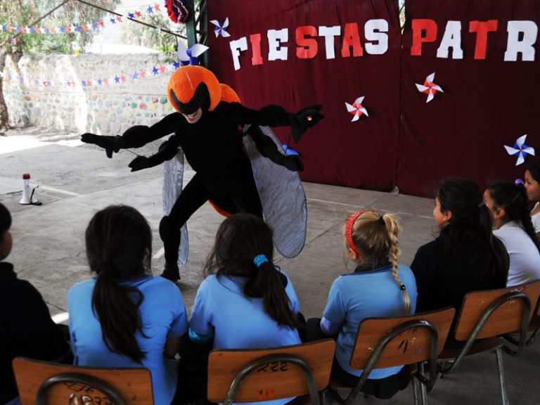 ¡Un Abejorro pulula por las provincias de Valparaíso!