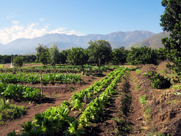 Ciencia Regional: Producción sostenible para una alimentación saludable