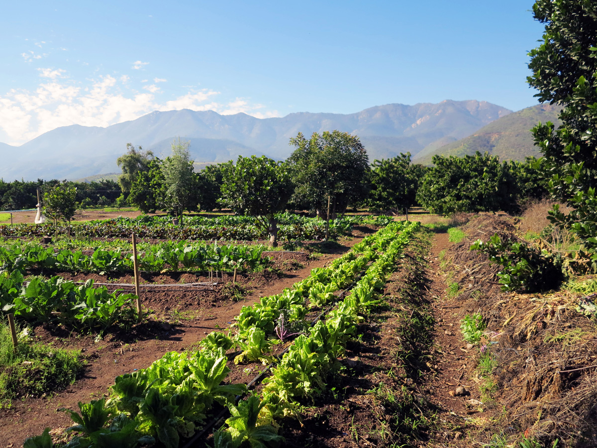Ciencia Regional: Producción sostenible para una alimentación saludable