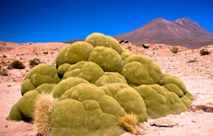 BiomimesisAgro-1
