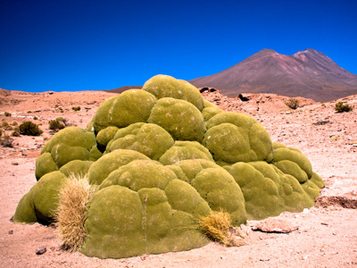 Ciencia Regional: Agricultura sustentable inspirada en la naturaleza