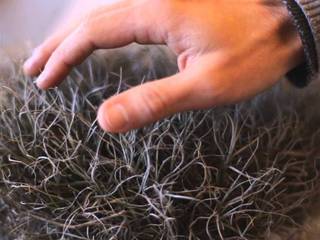 ¡Aprendamos a atrapar niebla como las plantas en el Museo de Historia Natural de Valparaíso!
