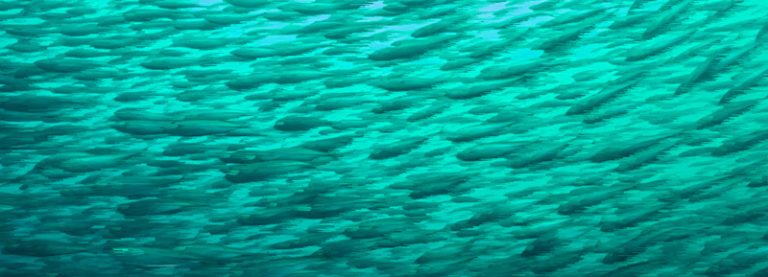 Ciencia Regional: Impacto del cambio climático en la pesca